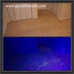 Blacklight exposes pet stains in the carpet in this Radford, VA, house. Pet urine can penetrate the deepest layers of carpet and padding. Surface cleaning rarely eliminates the stain.